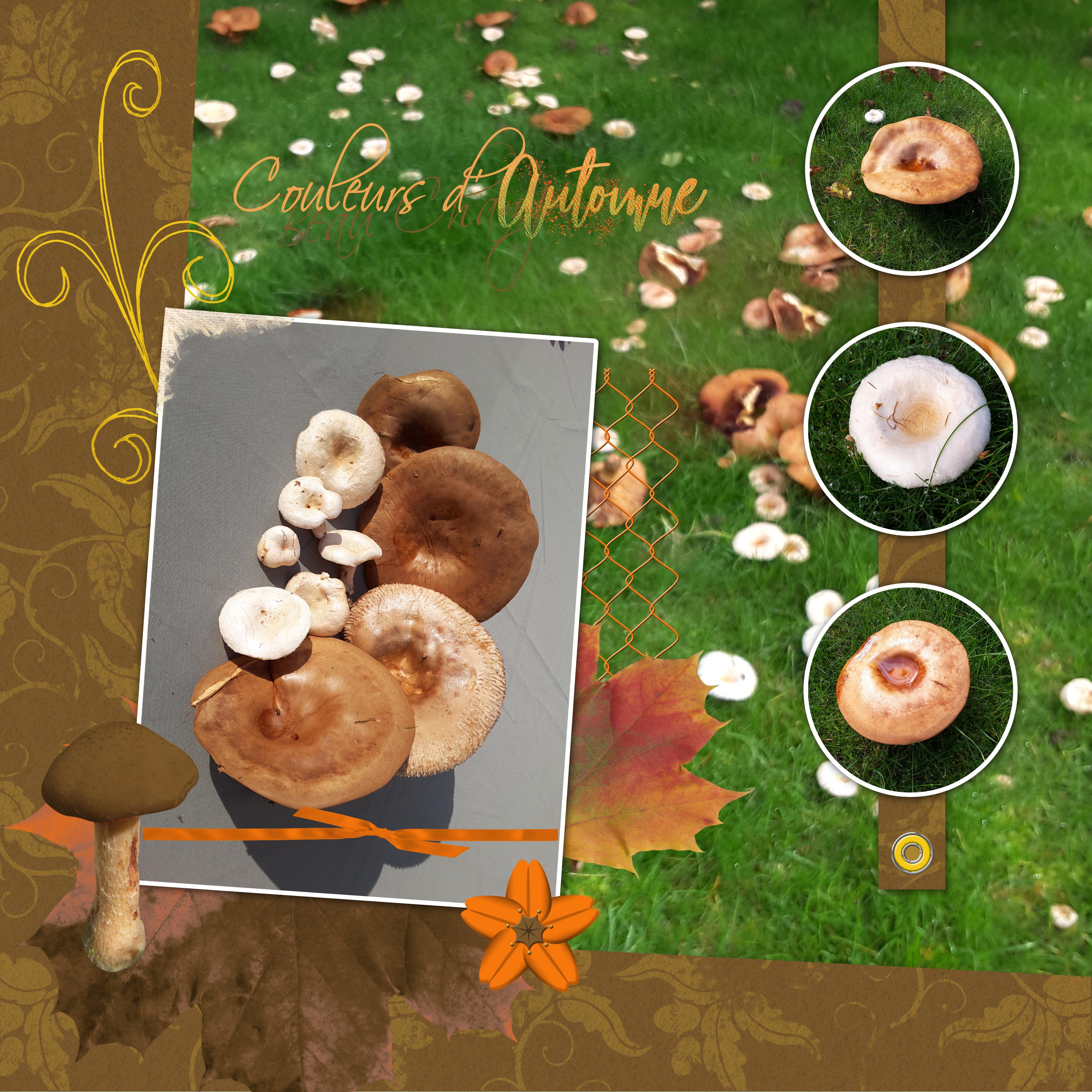 02 10 2021 - Automne.jpg