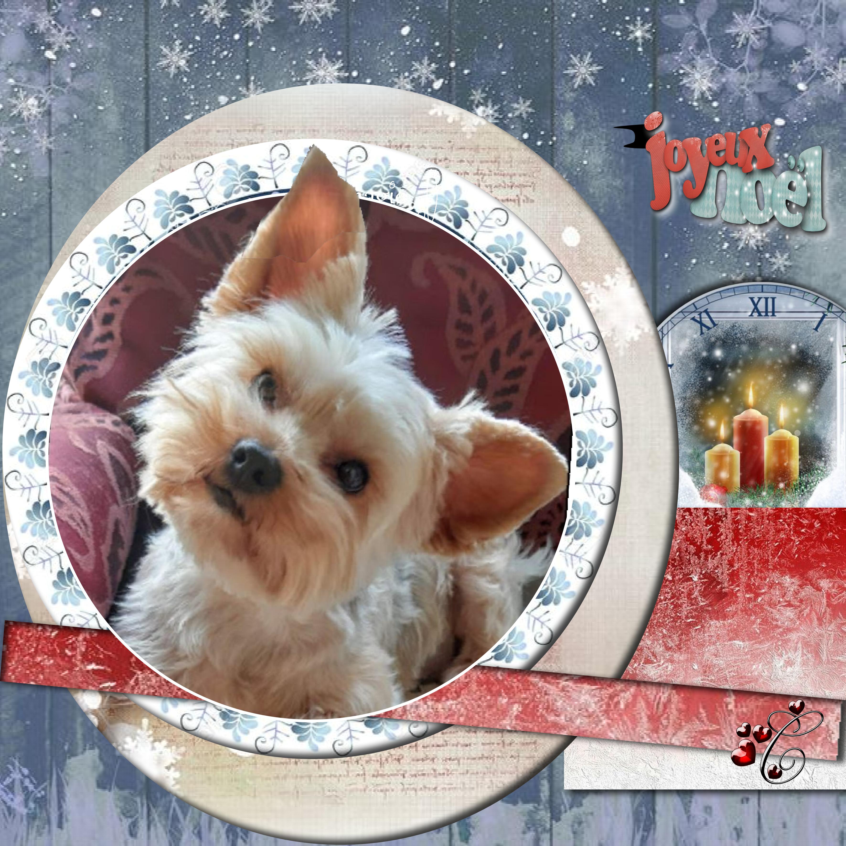 02 magie de  noël04 HC Pupuce.jpg