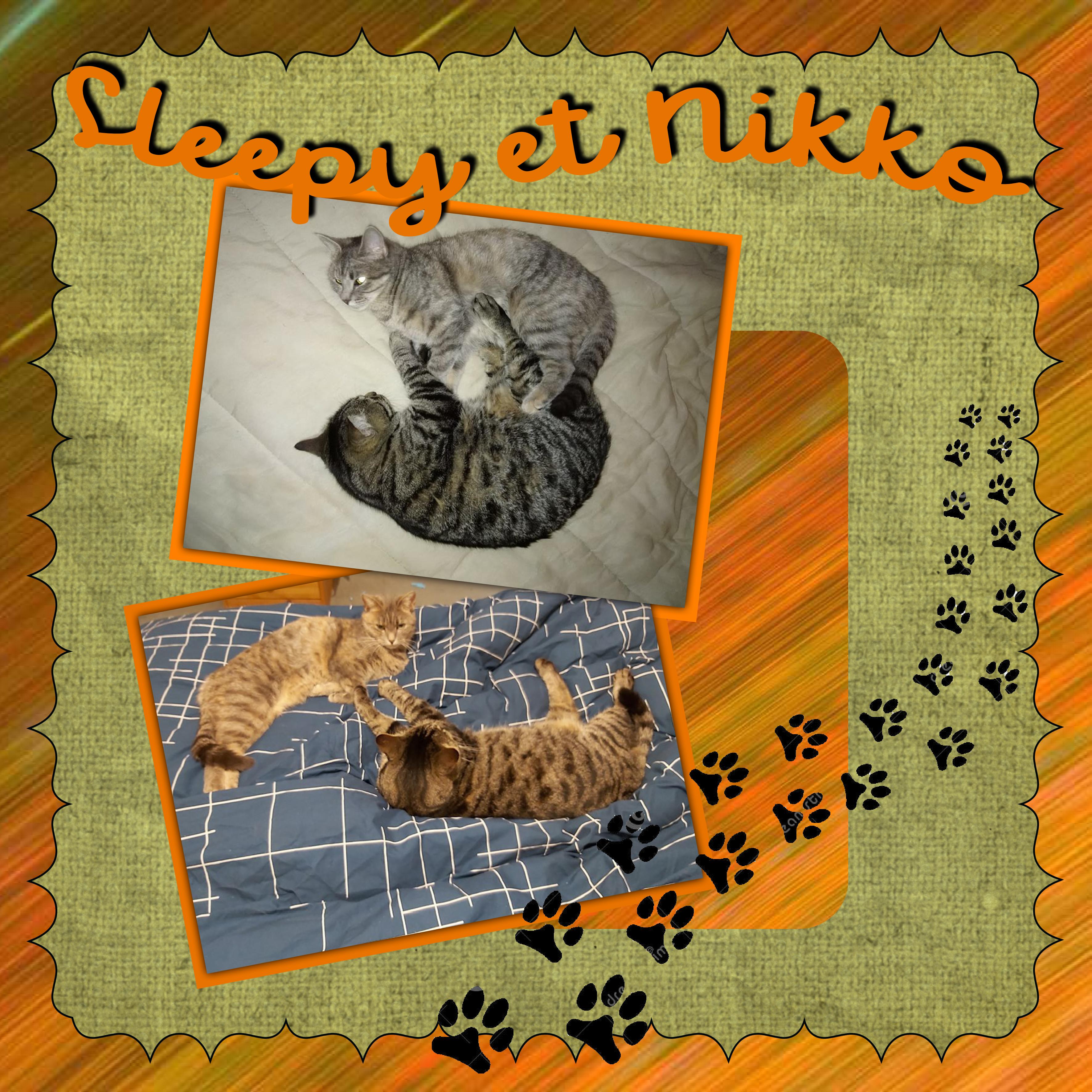 06.10 animaux de compagnie.jpg