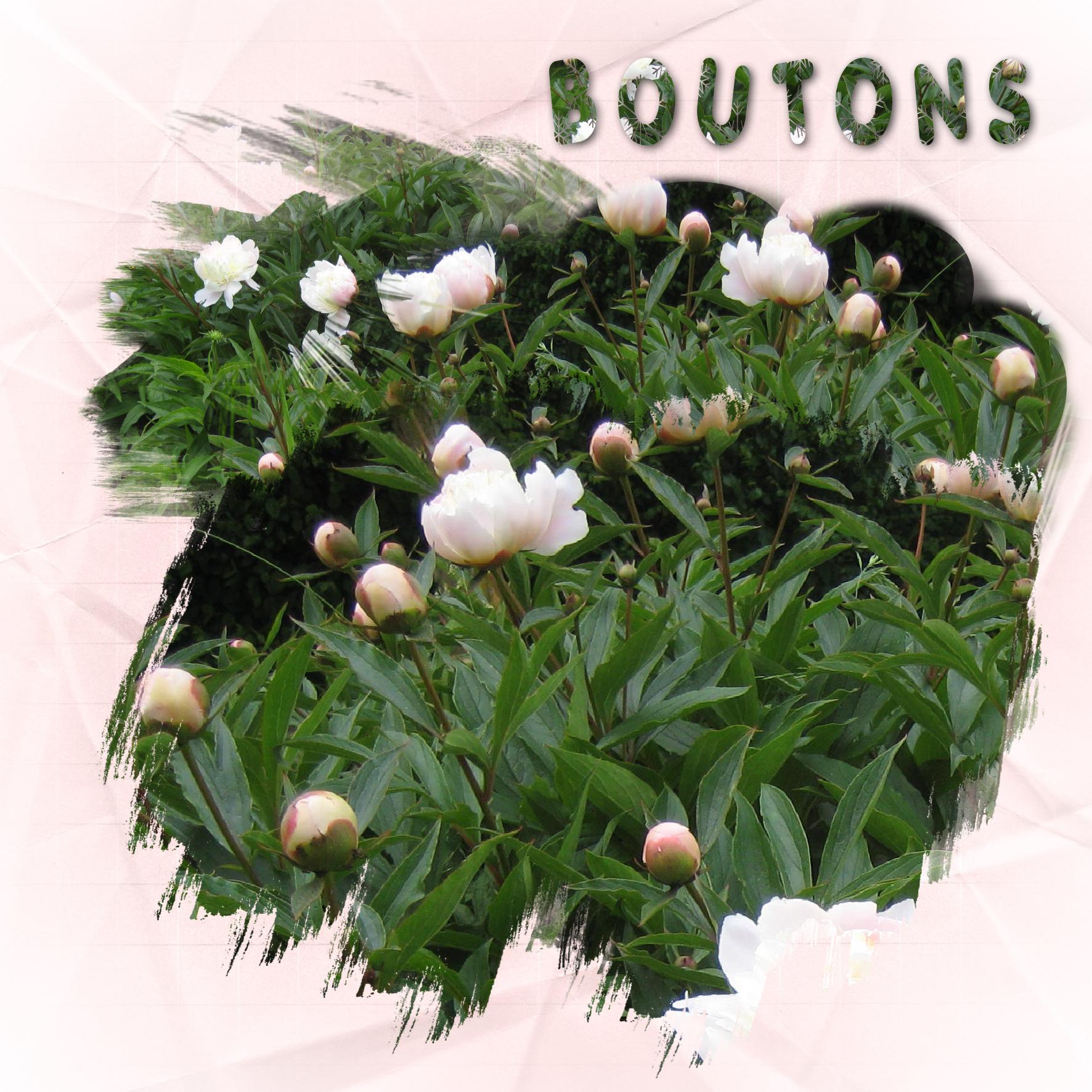 - 06 boutons.jpg