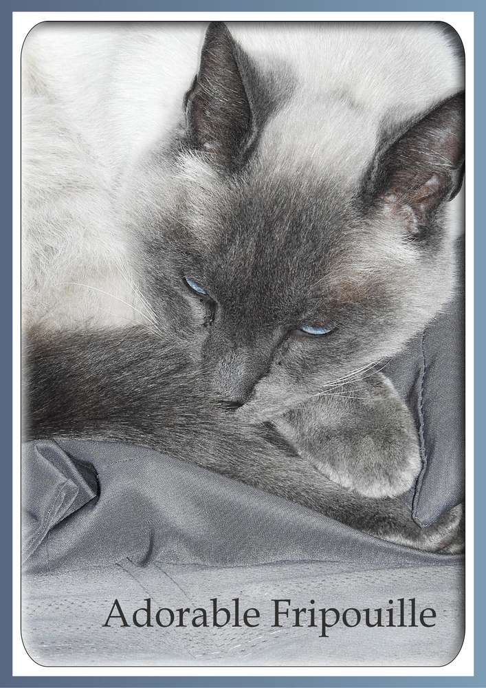 1-ADORABLE FRIPOUILLE