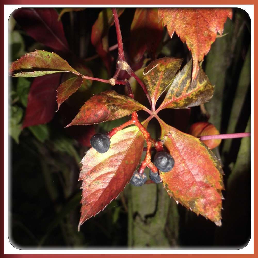1-AUTOMNE - SUREAU et VIGNE VIERGE