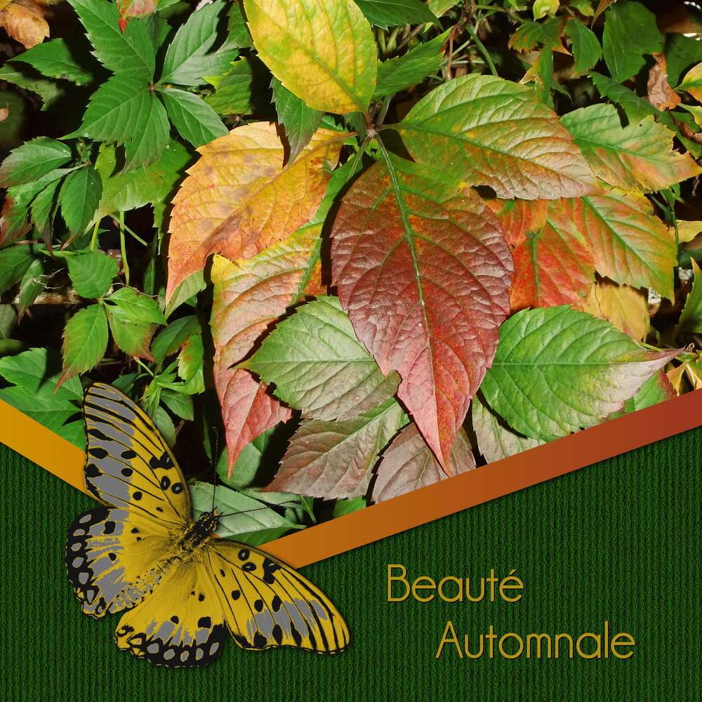 1-BEAUTE AUTOMNALE