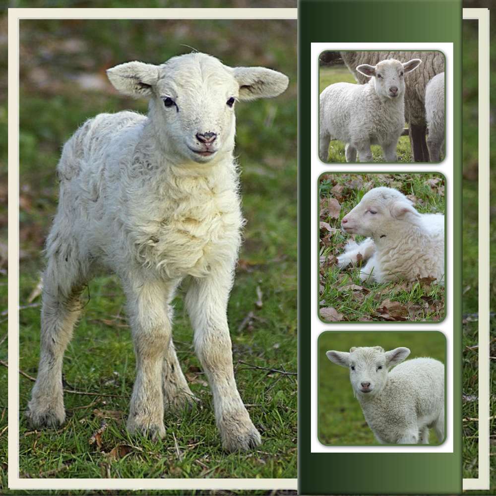 1-CHALLENGE PRINTEMPS - ANIMAUX