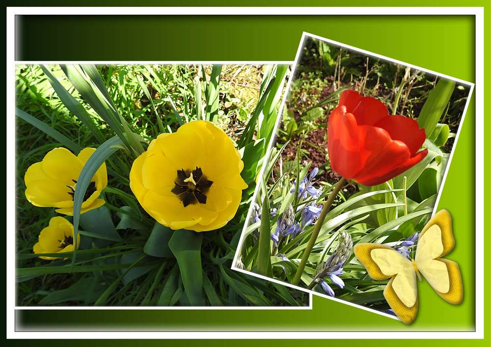 1-CHALLENGE PRINTEMPS - TULIPE(S)