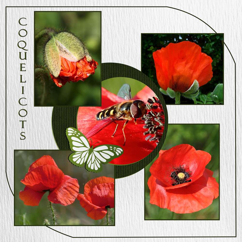 1-COQUELICOTS