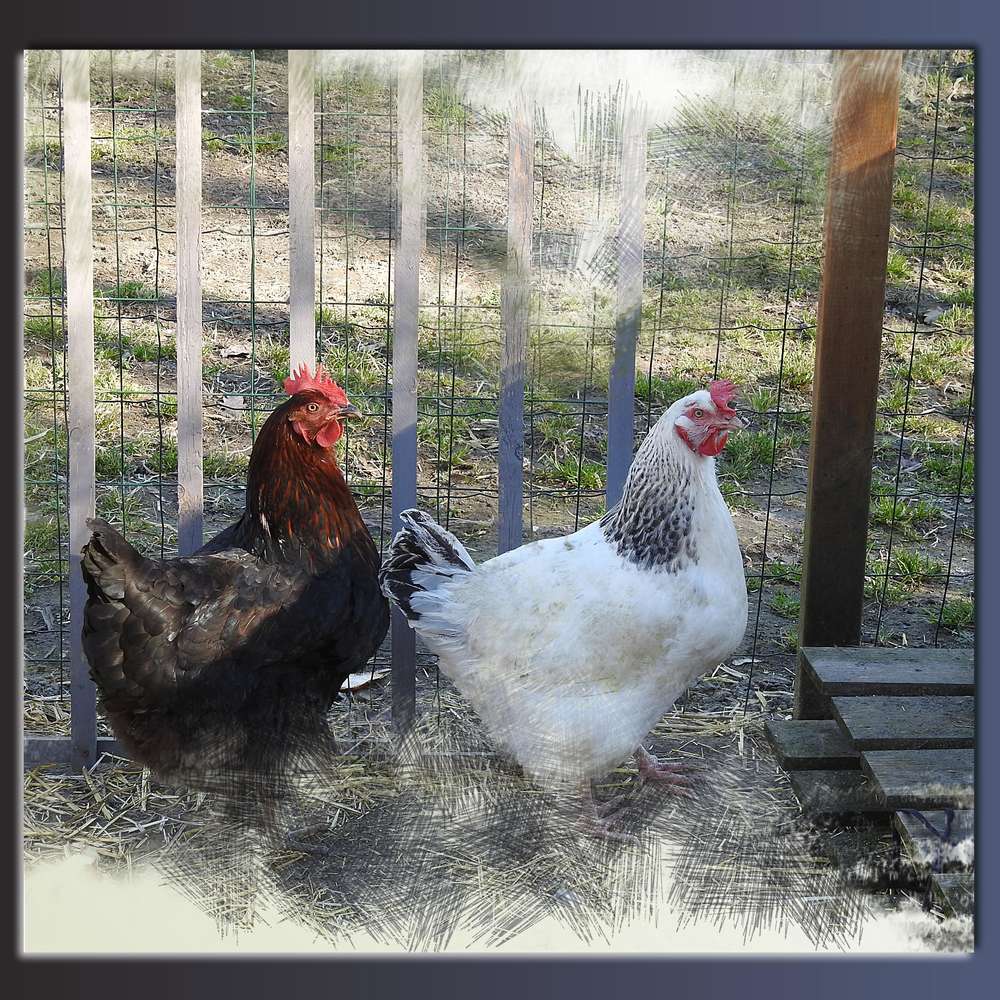 1-DES POULES EN LIBERTE