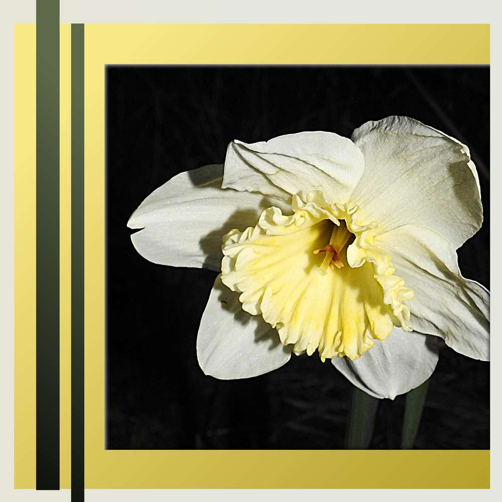 1-JONQUILLE -  BEAUTE PRINTANIERE