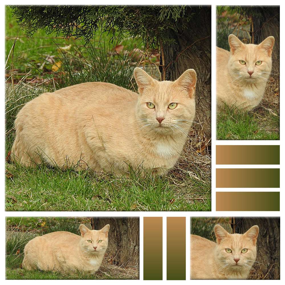 1-LE CHAT DE JOSETTE