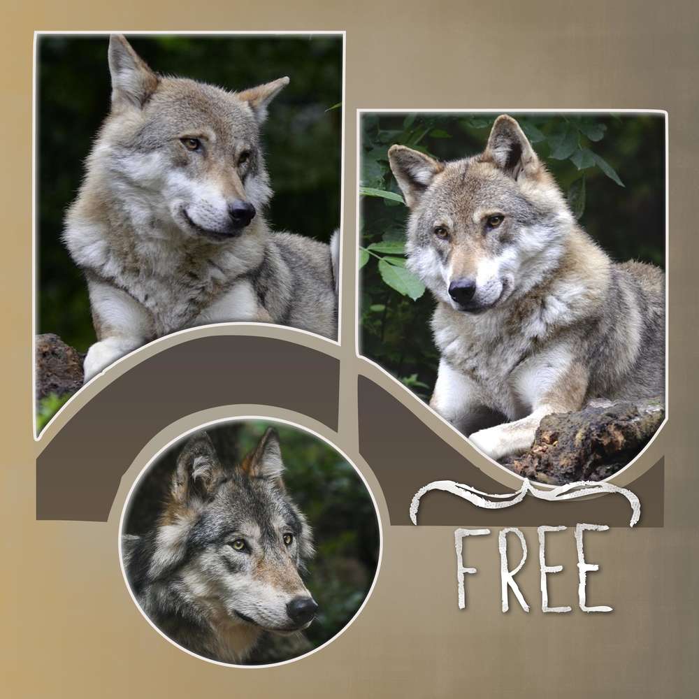 1-LOUP - LE SCRAPTOBER : CHALLENGE DU MOIS D'OCTOBRE