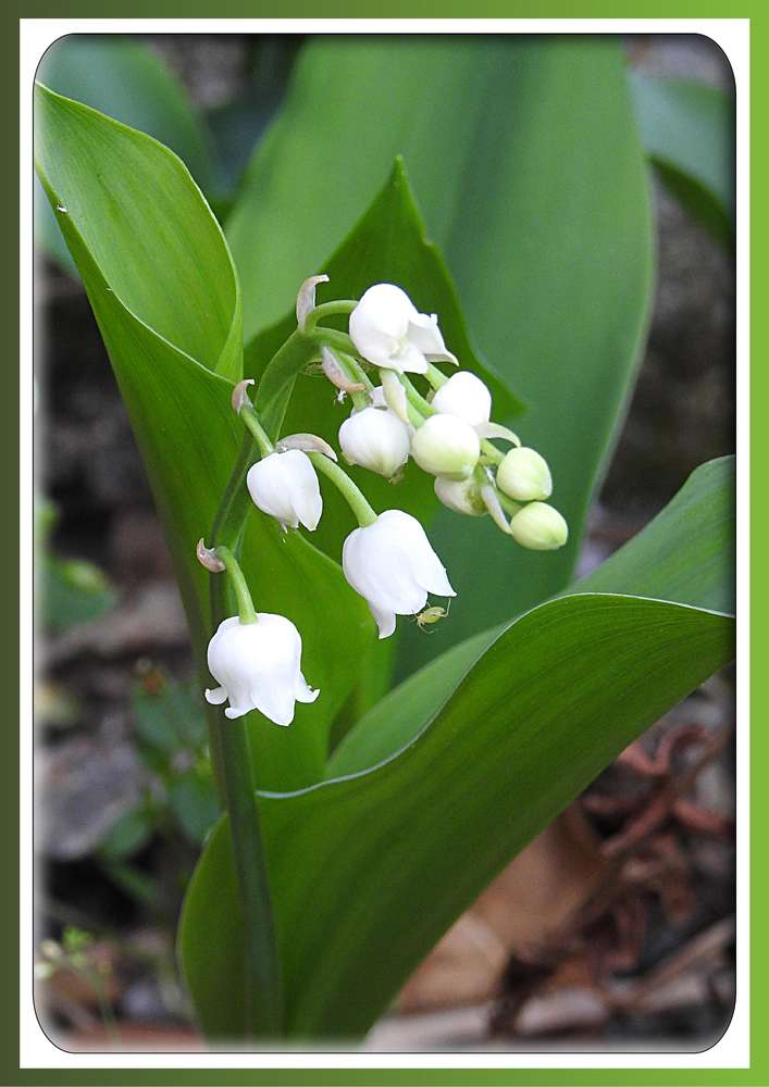 1-LOVE MUGUET DU JARDIN