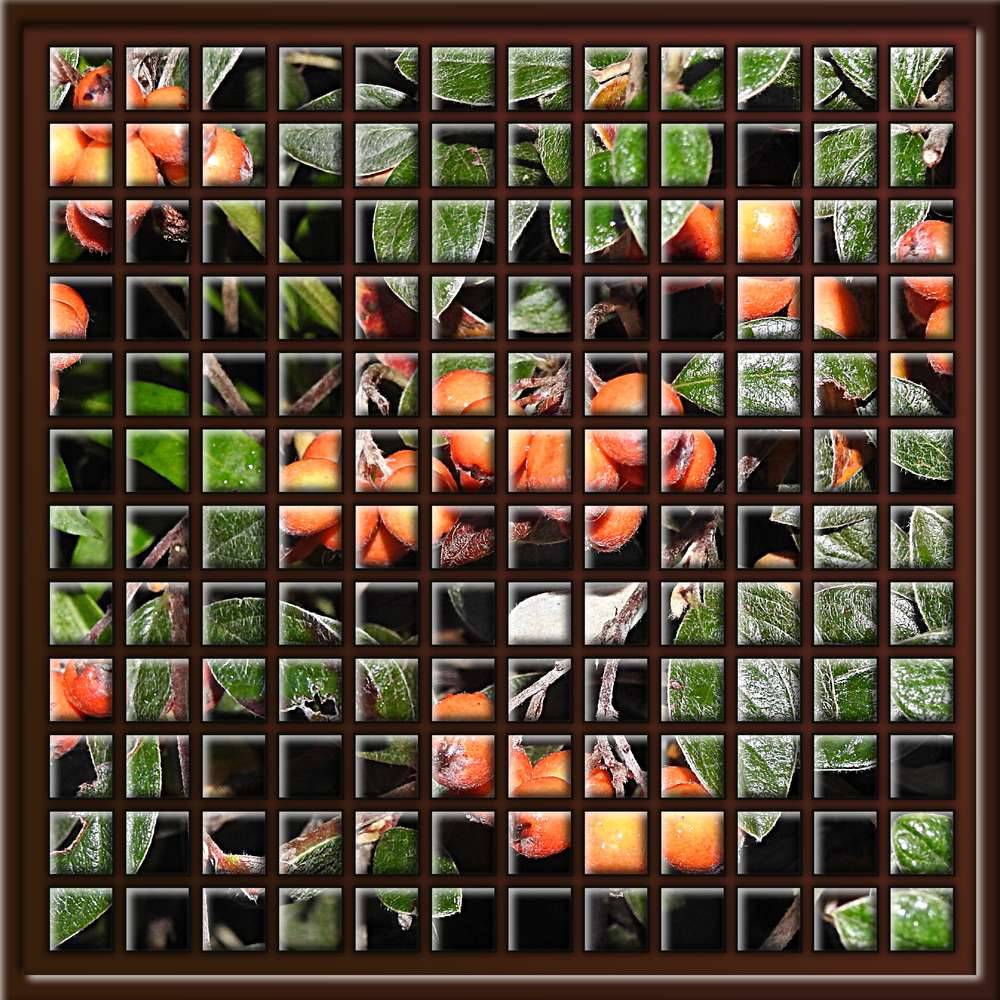 1-MOSAIQUE - SORBIER DES OISEAUX