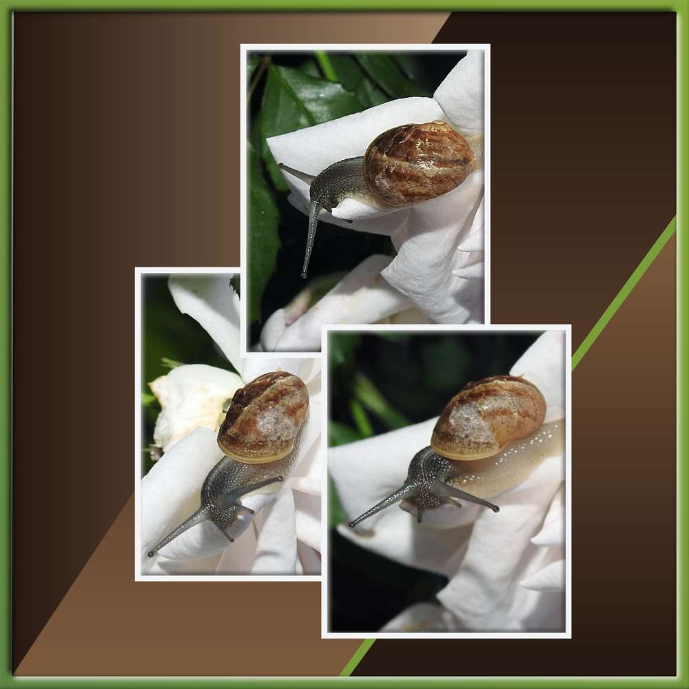 1-PETIT ESCARGOT PORTE SUR SON DOS SA MAISONNETTE