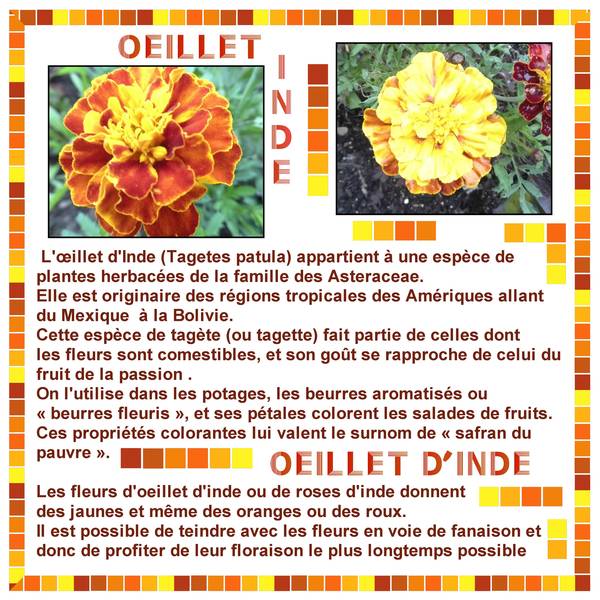 1-PLANTES COLORANTES-TEINTURES VEGETALES