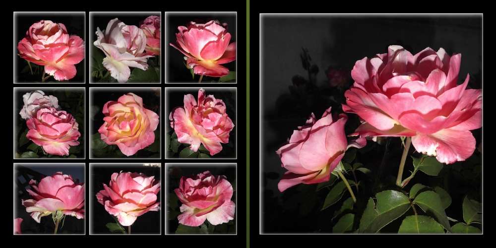 1 - ROSES REINES DES FLEURS