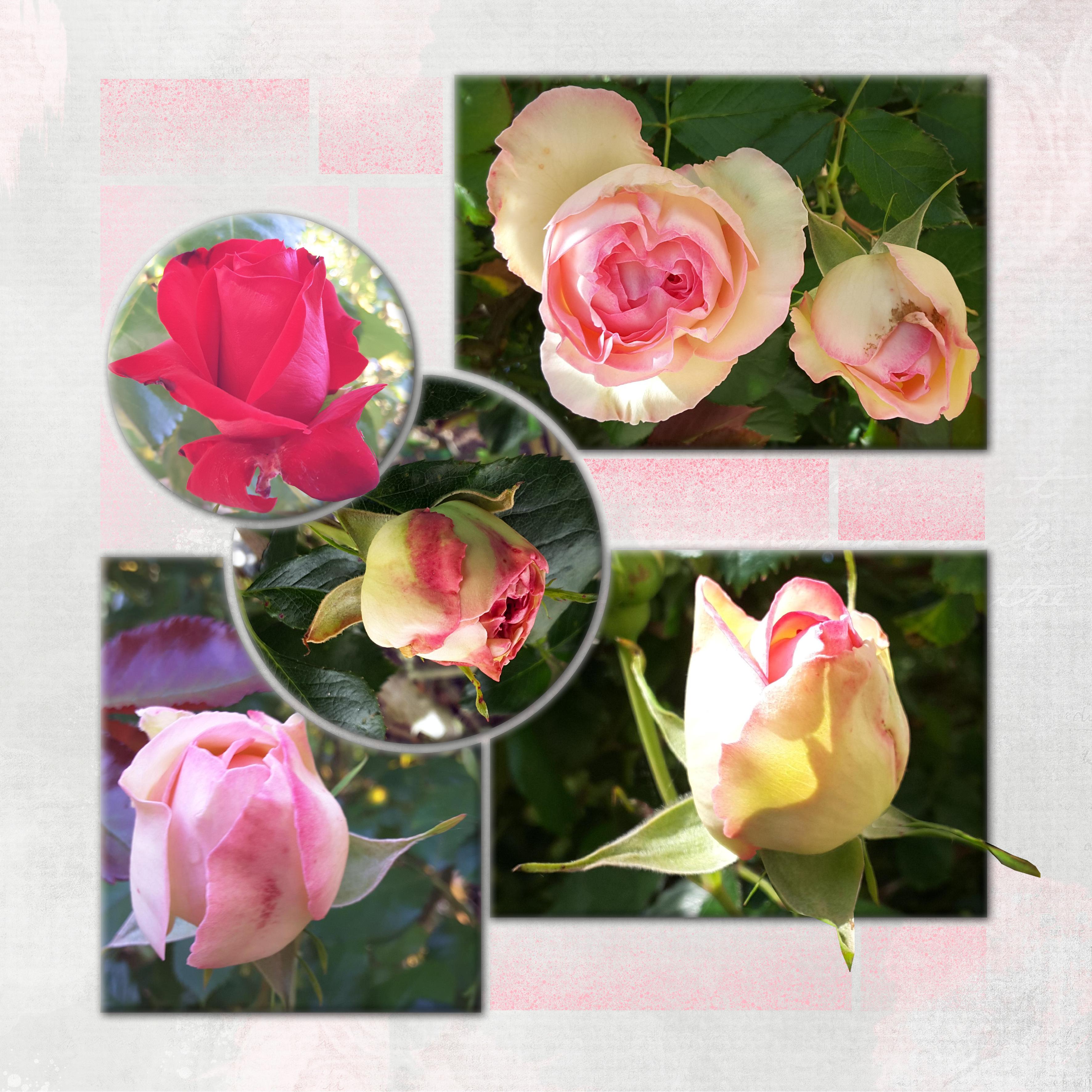 10 10 2021 Bourgeons.jpg