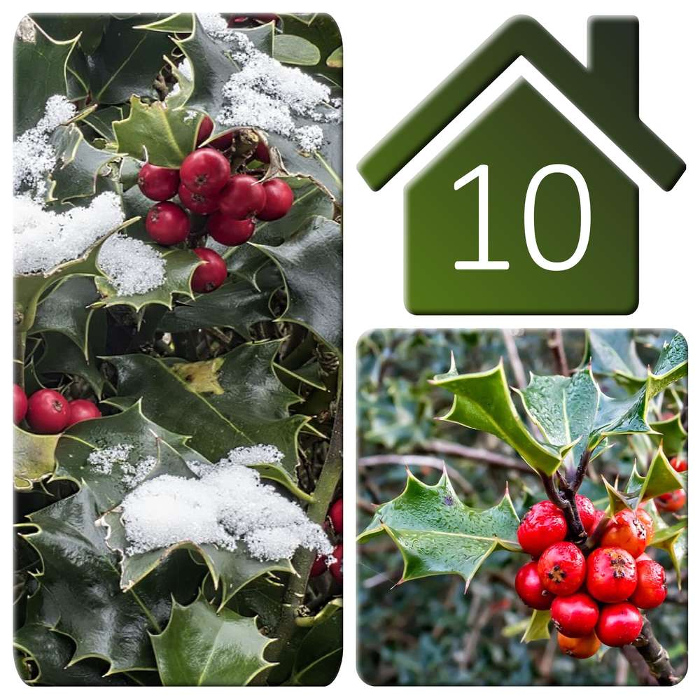 10-HOUX - LE CALENDRIER DE L'AVENT - (2)