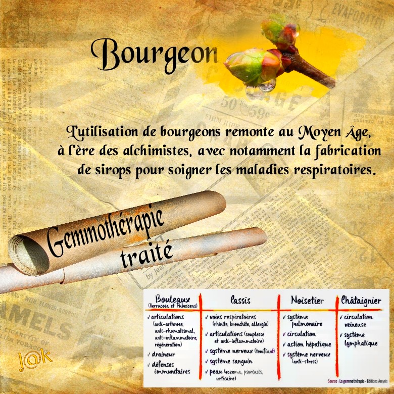 10 octobre bourgeons.jpg