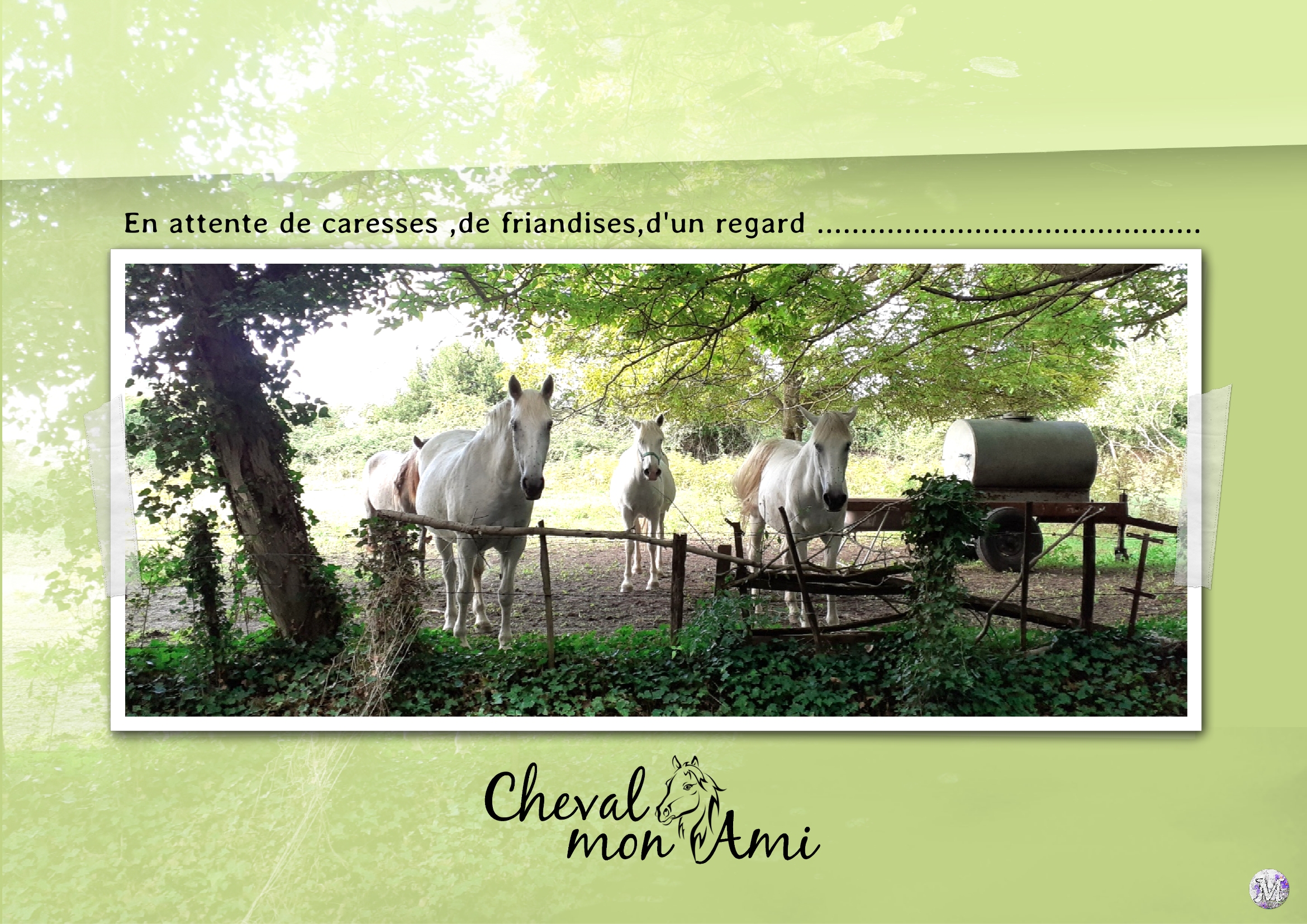 11 cheval