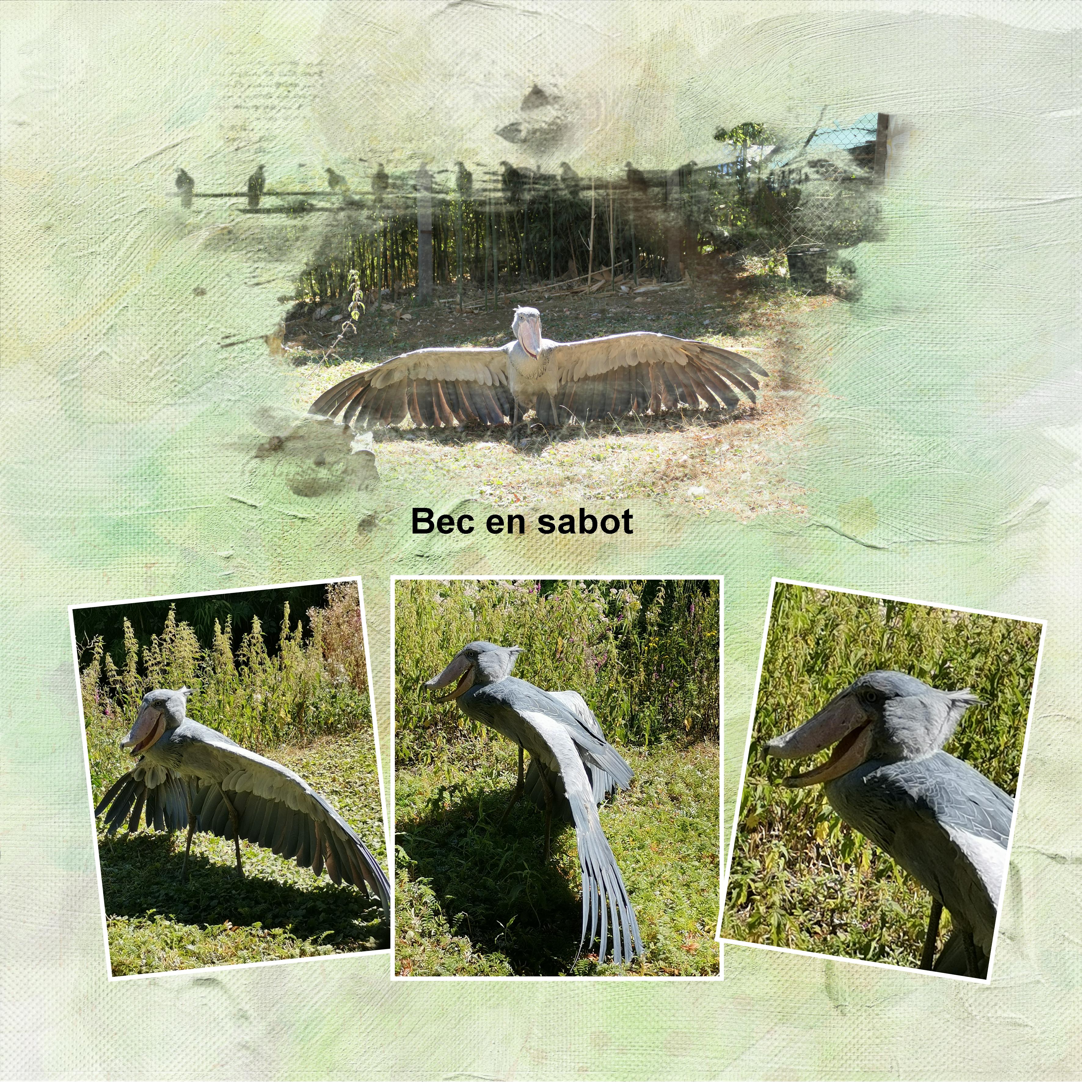 15 10 2022 Oiseau.jpg