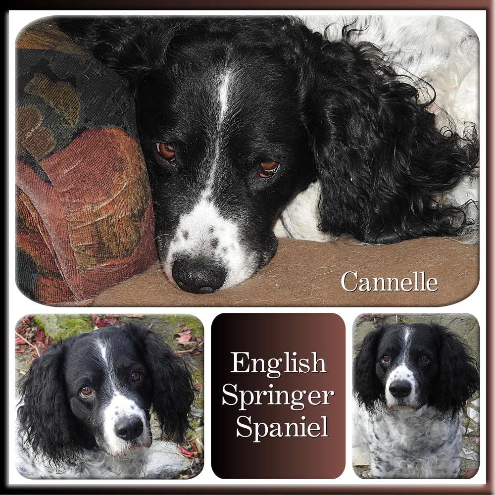 15-LEGENDE - LE SCRAPTOBER : CHALLENGE DU MOIS D'OCTOBRE