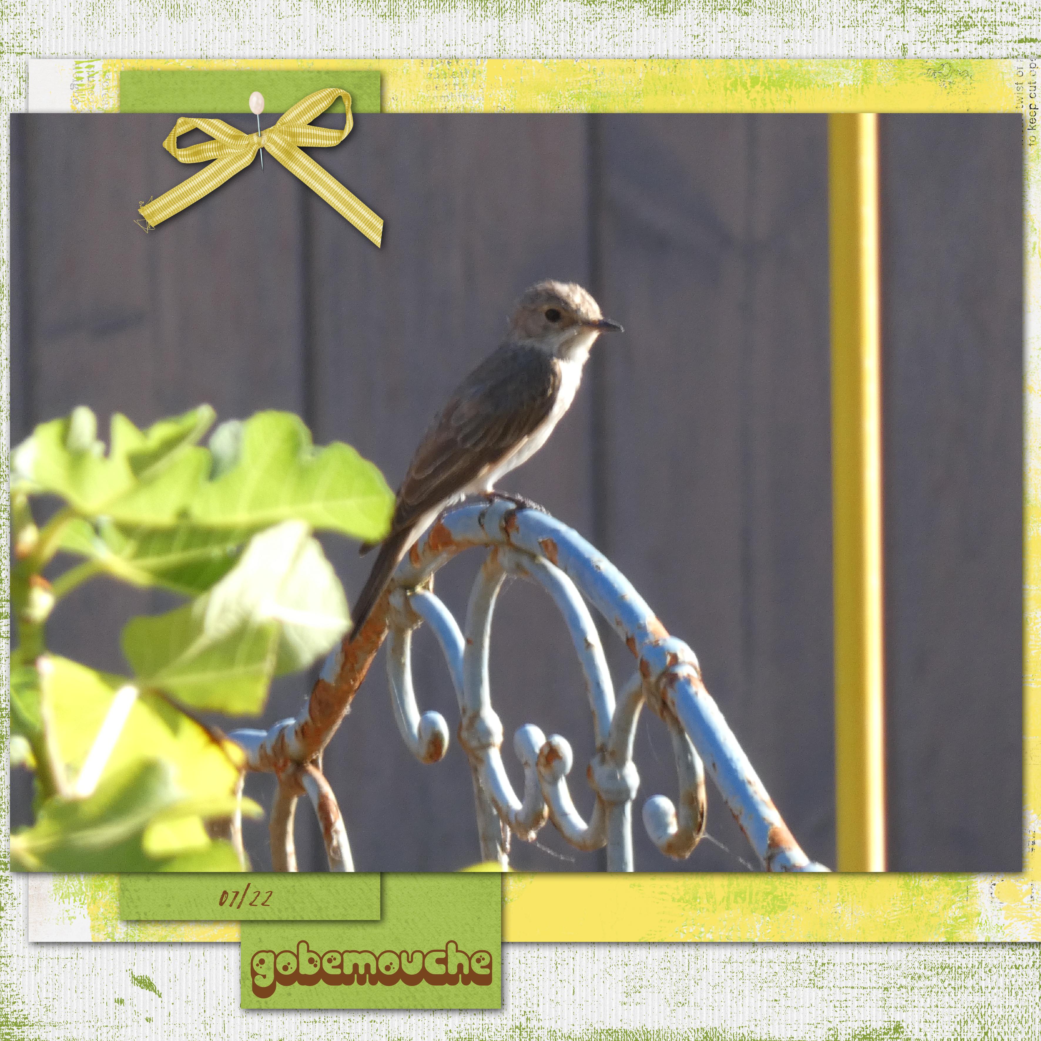 15- Scraptober - Oiseau.jpg