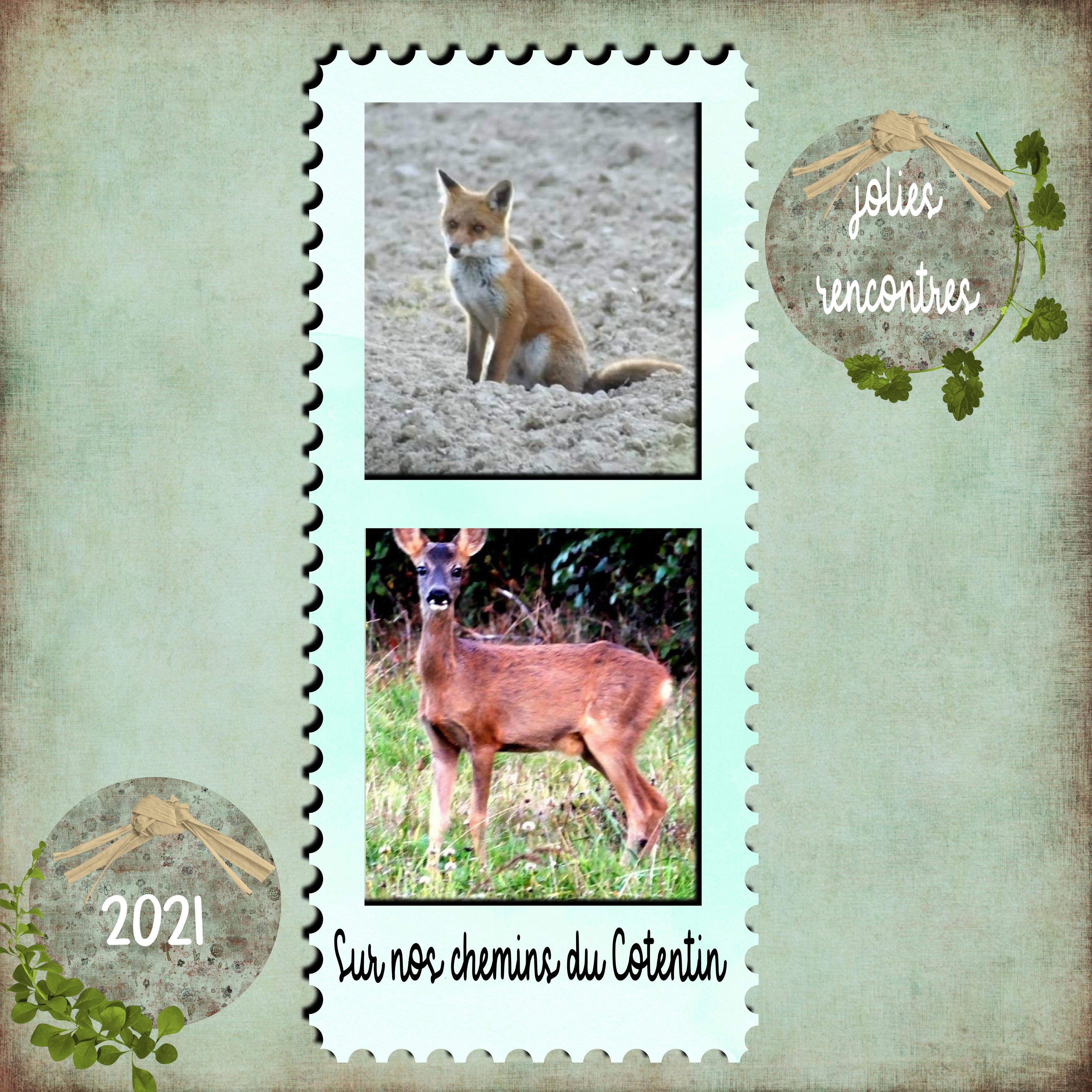 16 animal sauvage.jpg