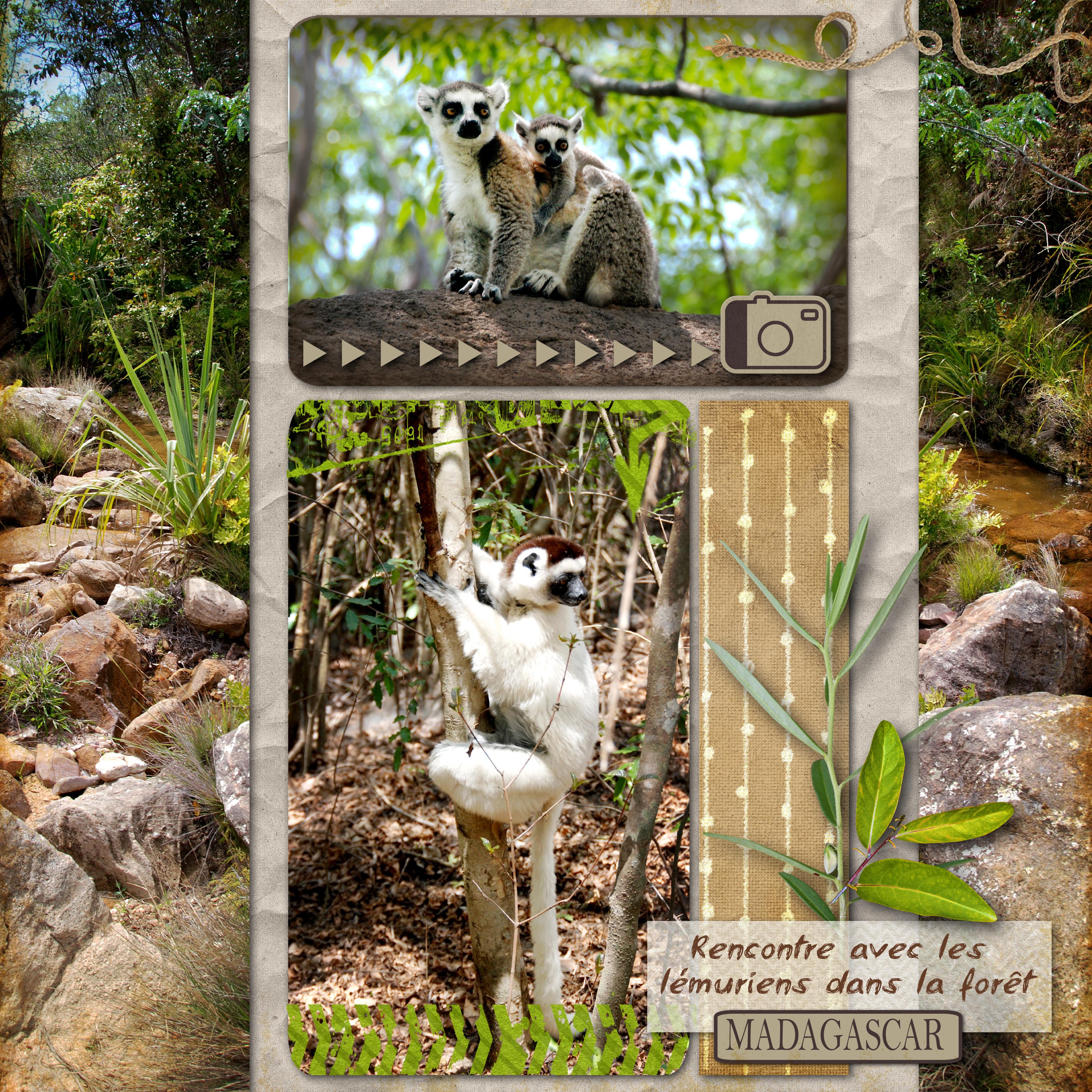 16 Animal sauvage.jpg