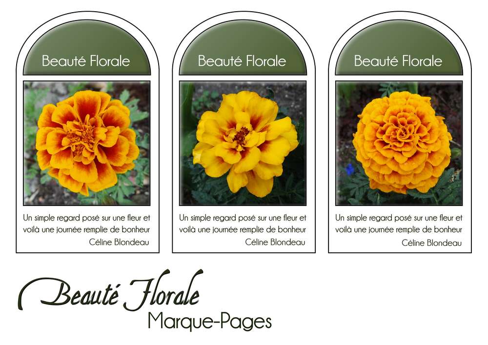 17-MARQUE-PAGES - BEAUTE FLORALE