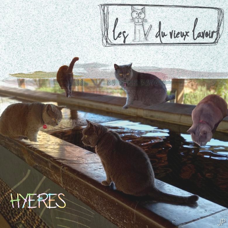 19 les chats du vieux lavoir