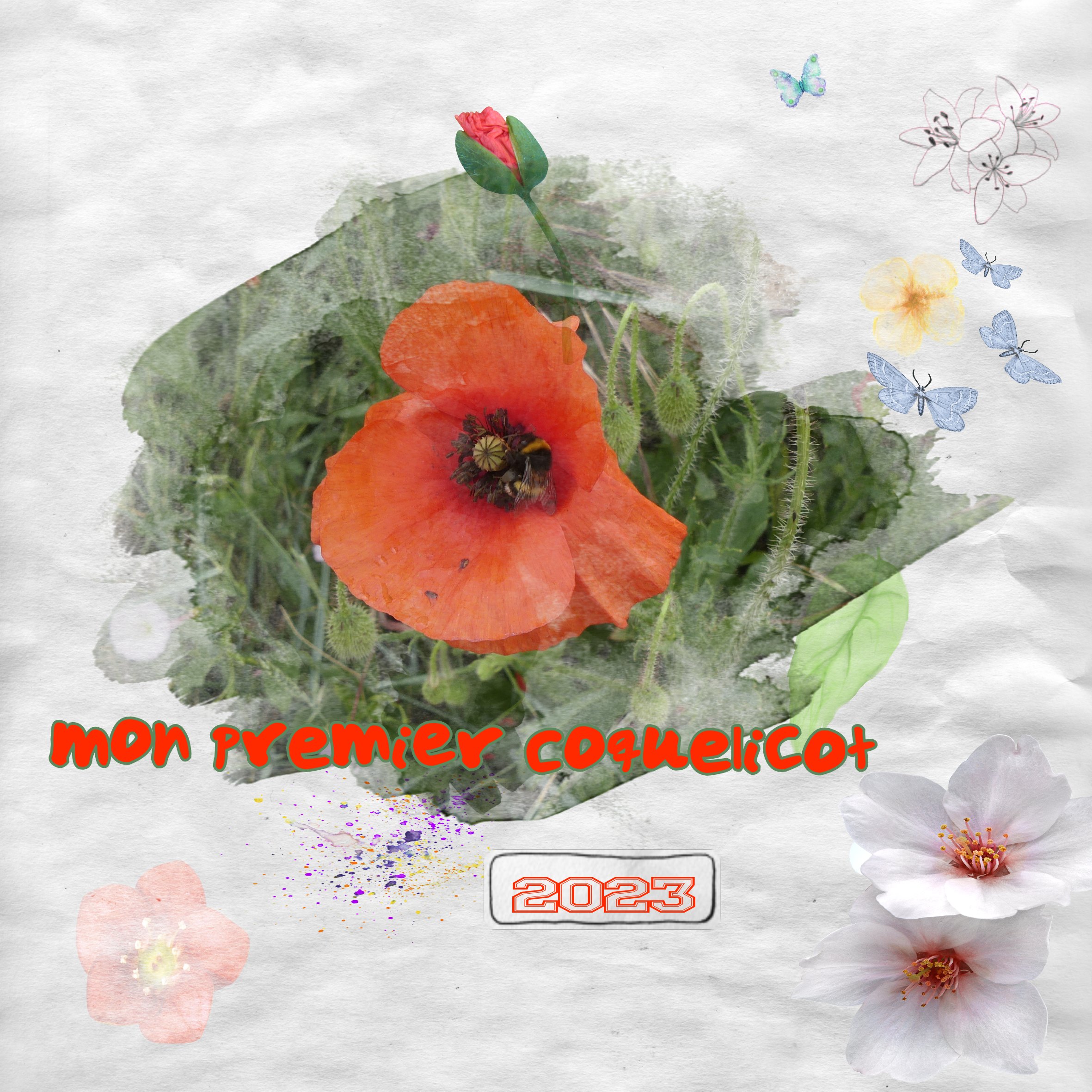 1er coquelicot.jpg