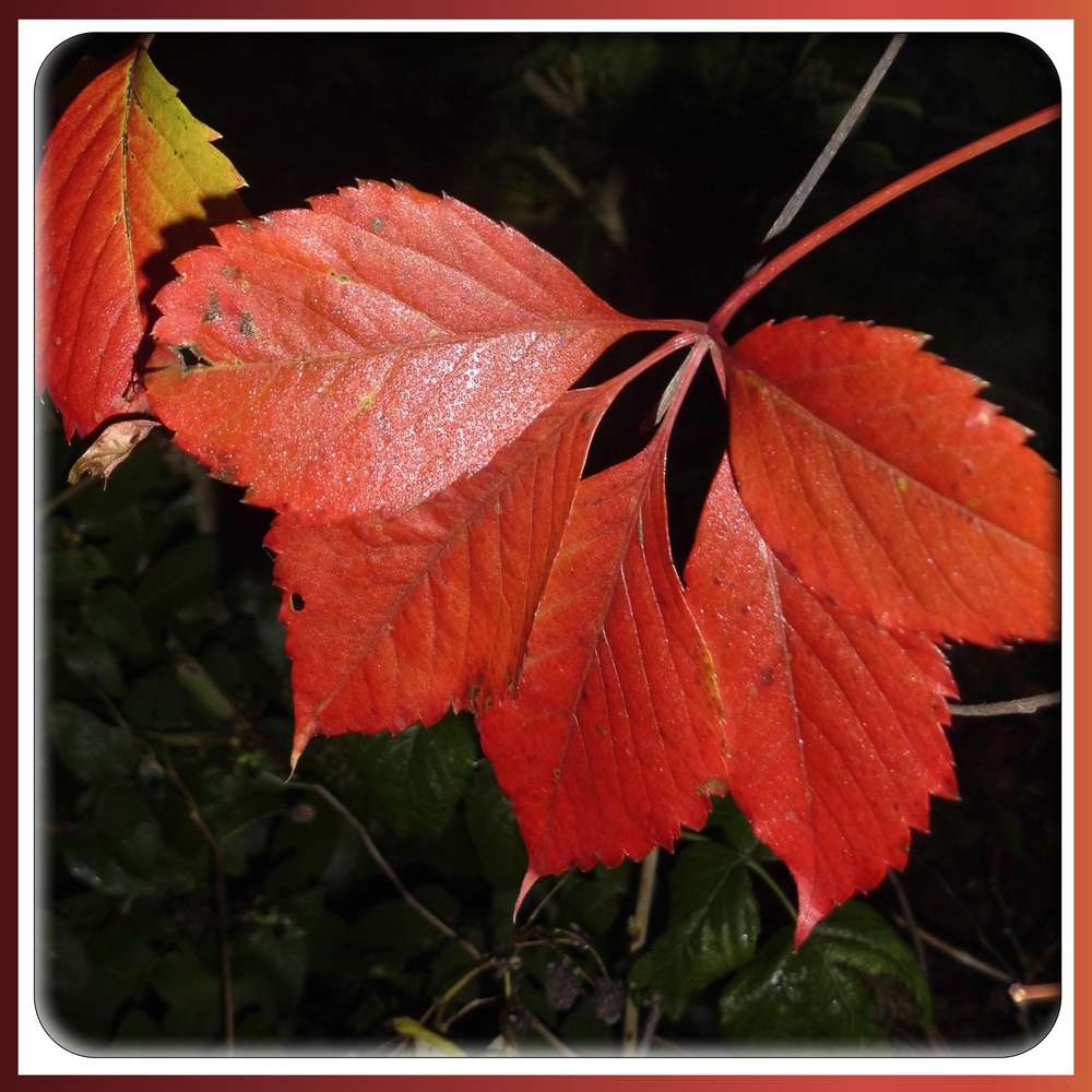 2-AUTOMNE - VIGNE VIERGE