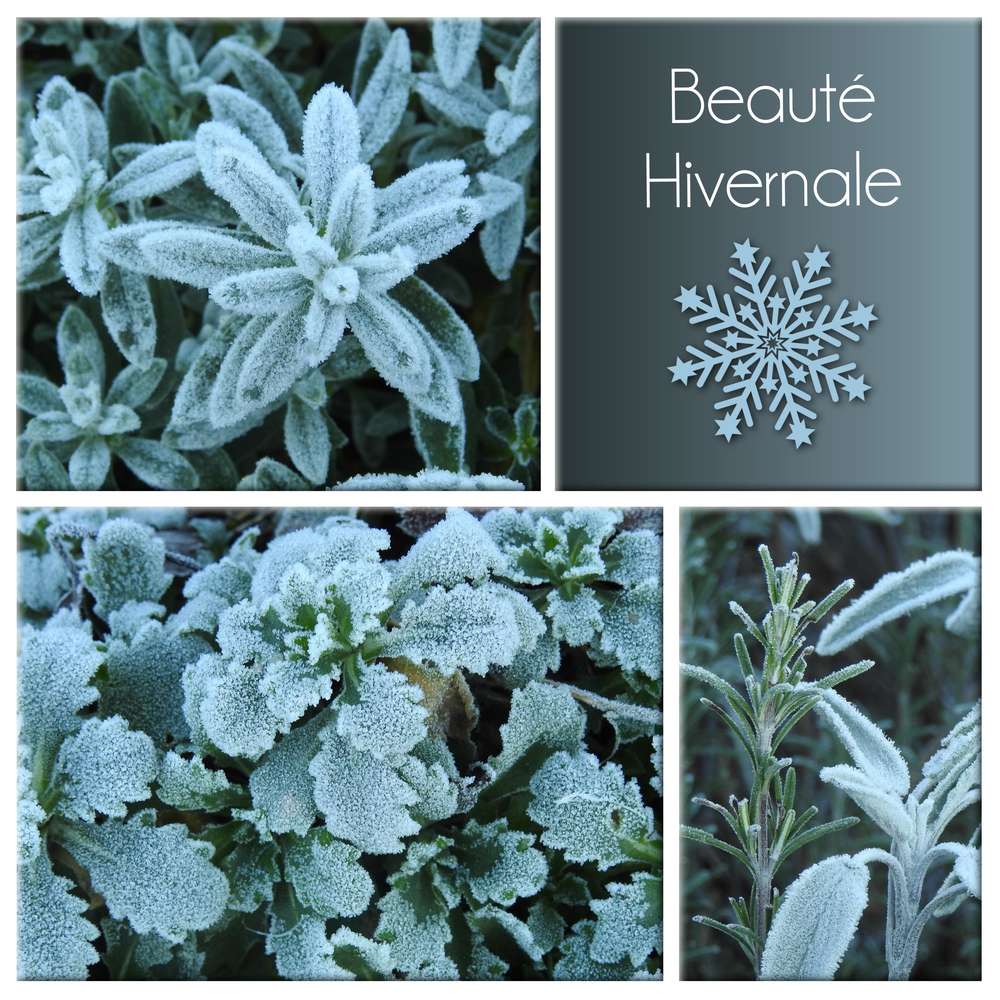 2-BEAUTE HIVERNALE