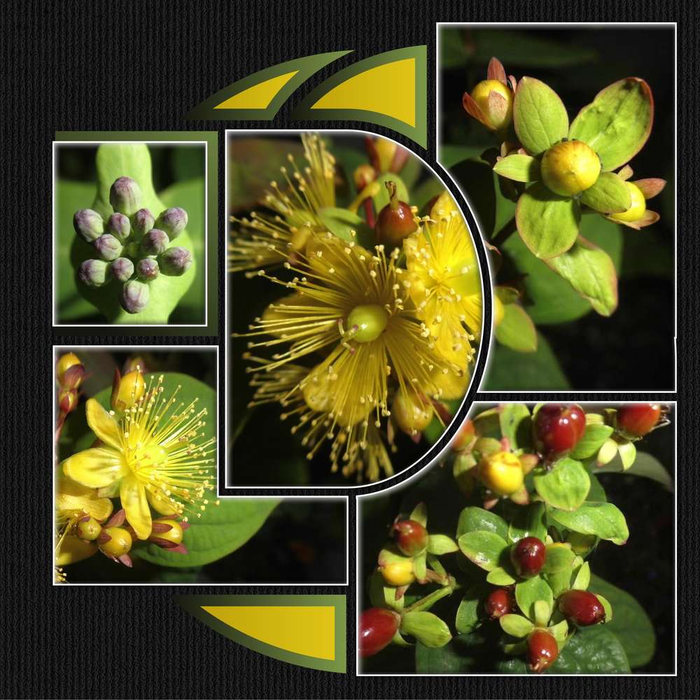 2-CHALLENGE PRINTEMPS - CA POUSSE