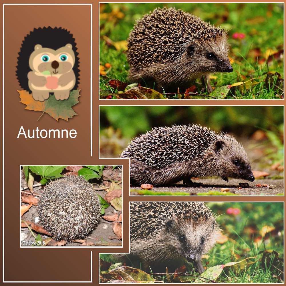 2-CHALLENGE PRINTEMPS - HERISSON