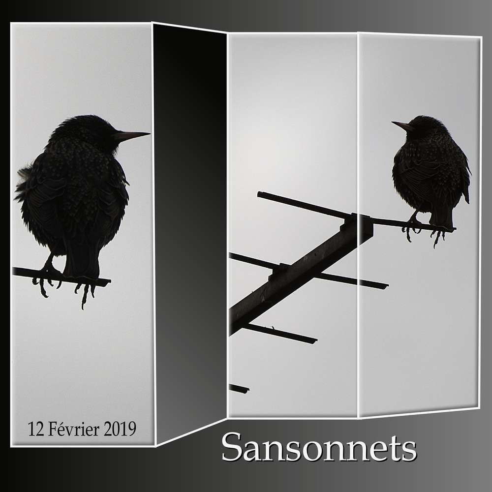 2-CHALLENGE PRINTEMPS - OISEAU