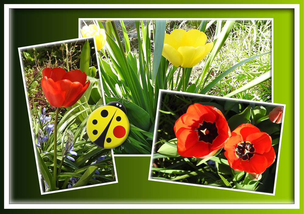 2-CHALLENGE PRINTEMPS - TULIPE(S)