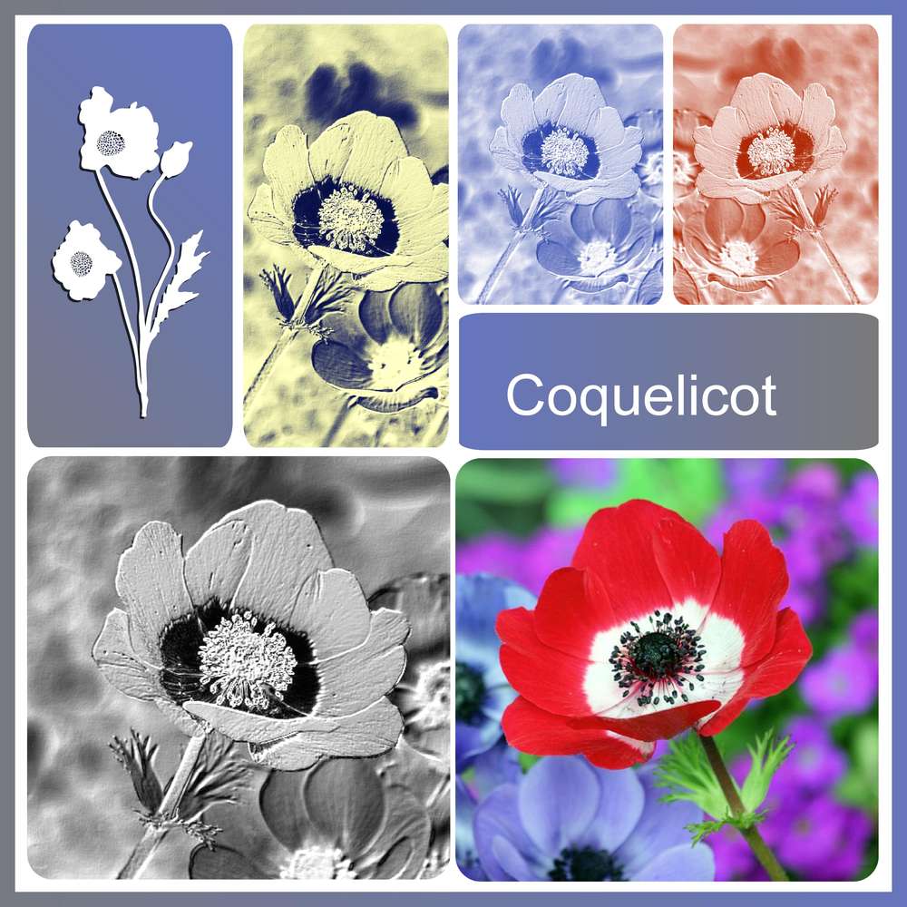 2-COQUELICOT