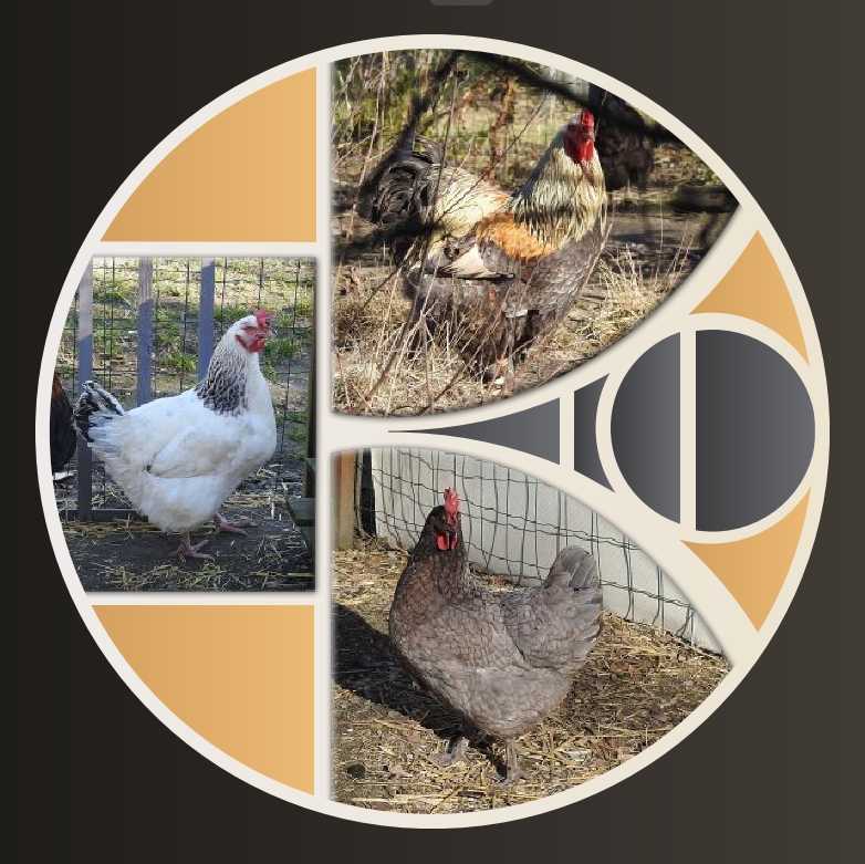 2-DES POULES EN LIBERTE