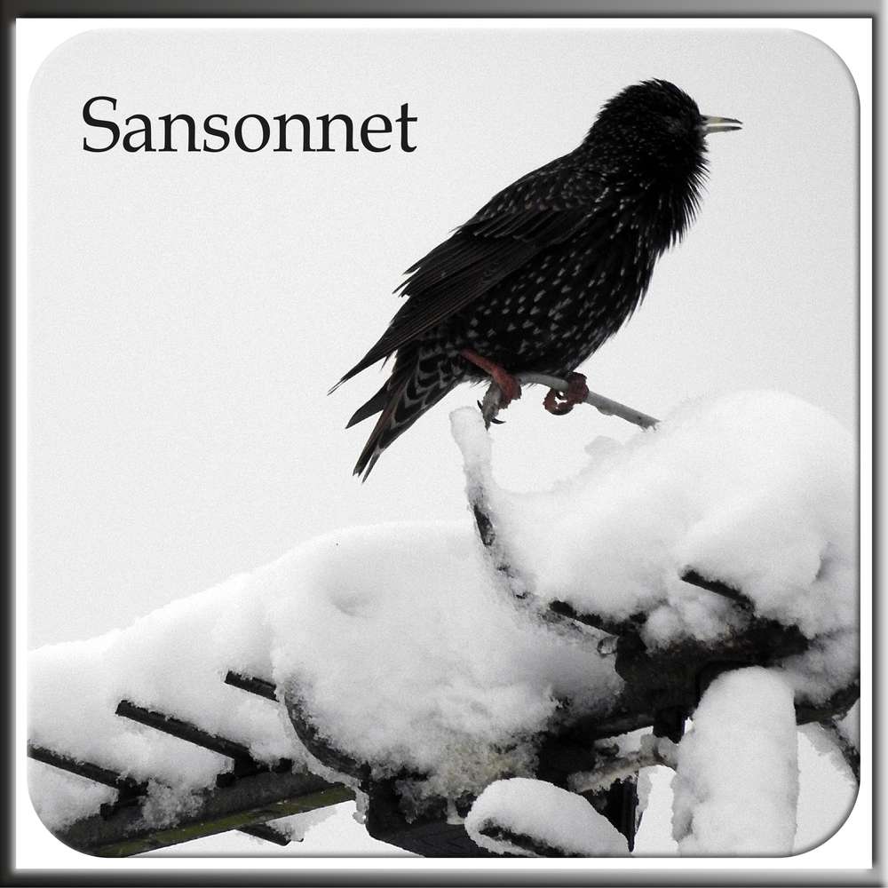 2-HIVER - SANSONNET