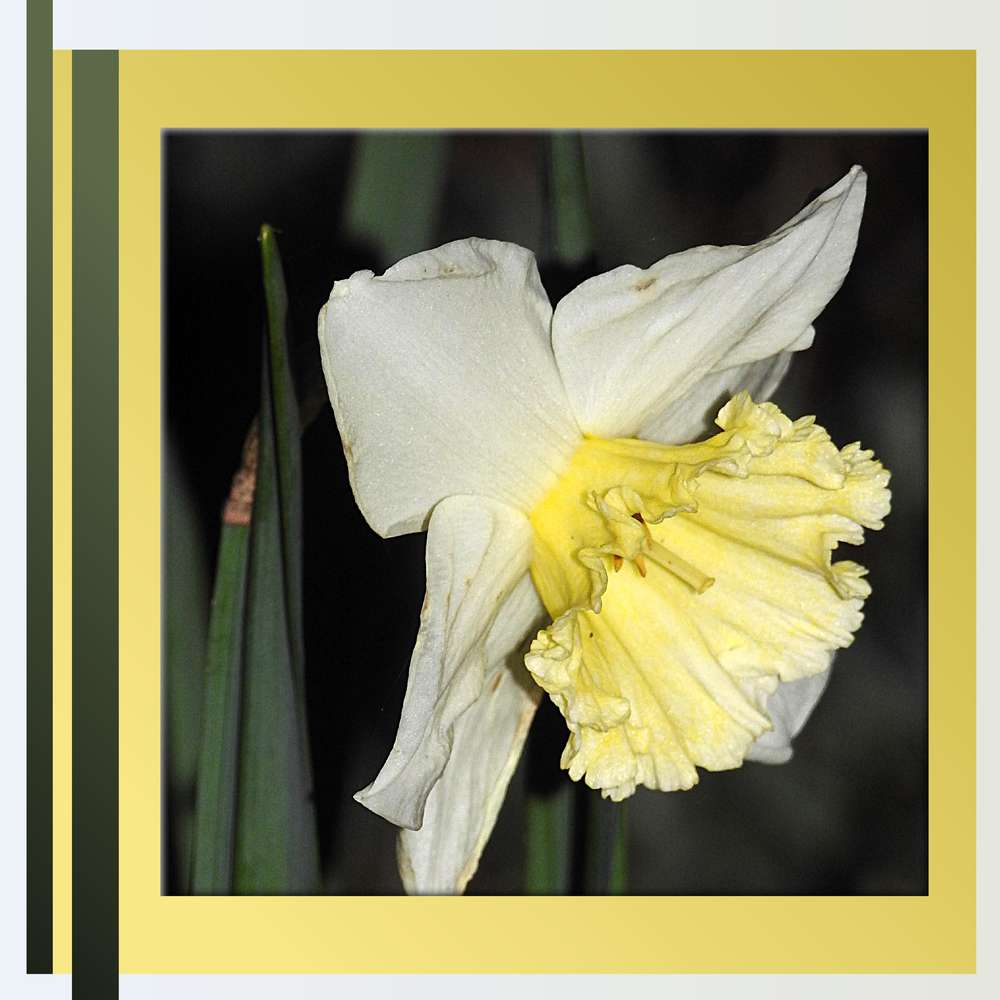 2-JONQUILLE - BEAUTE PRINTANIERE