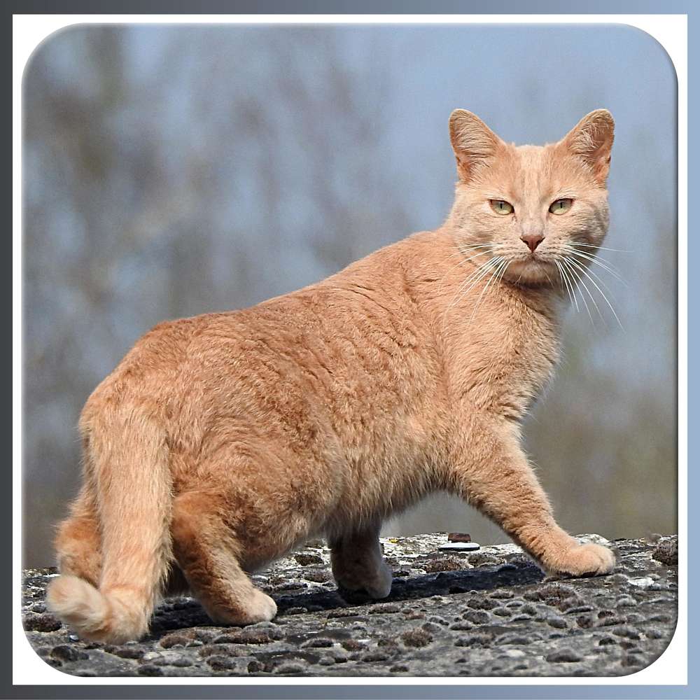 2-LE CHAT DE JOSETTE