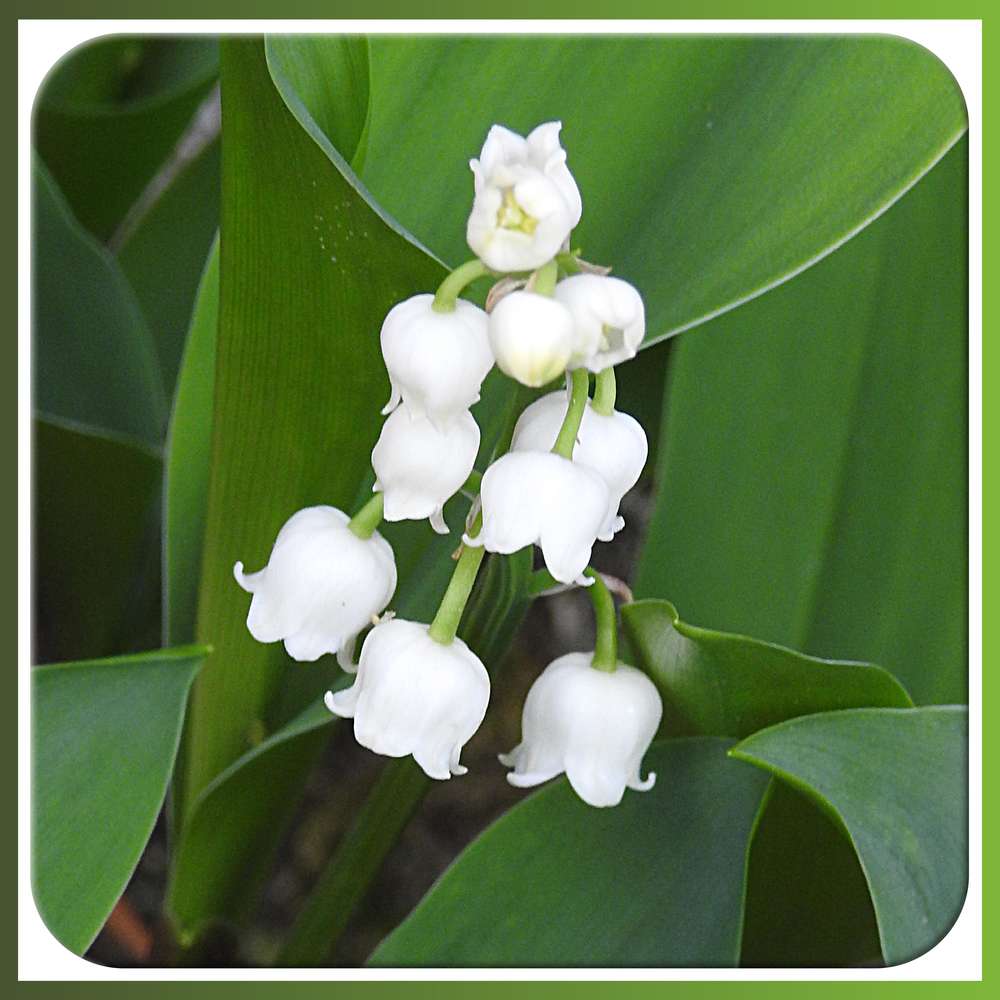 2 Love Muguet Du Jardin Forum Le Monde Du Scrap