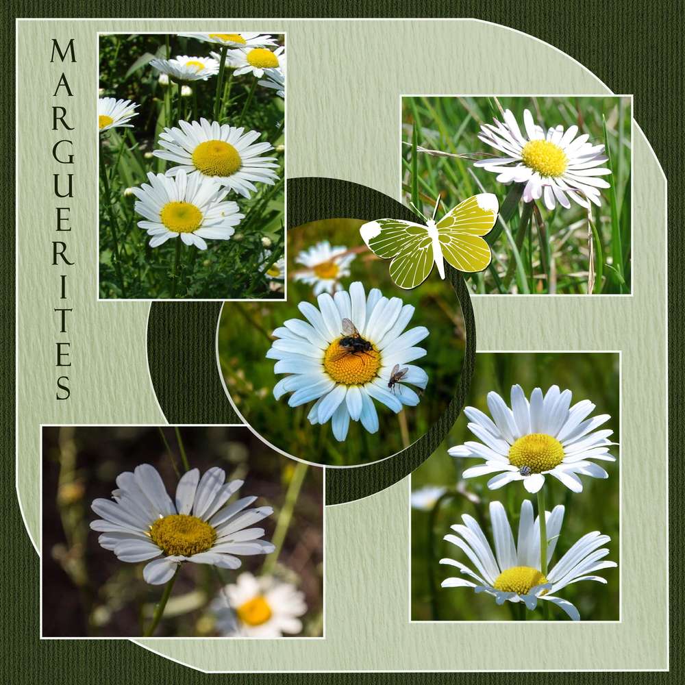 2-MARGUERITES