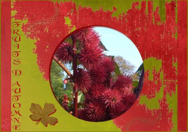 2�me d�fi Mamyrose