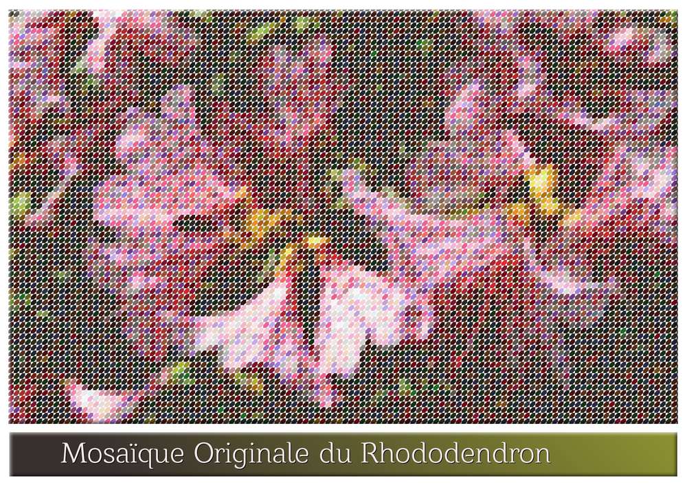 2-MOSAIQUE ORIGINALE DU RHODODENDRON