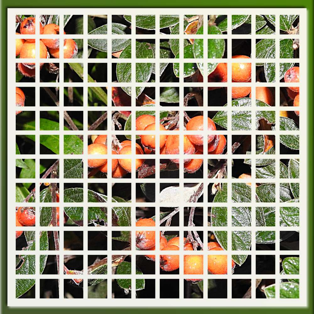 2-MOSAIQUE - SORBIER DES OISEAUX