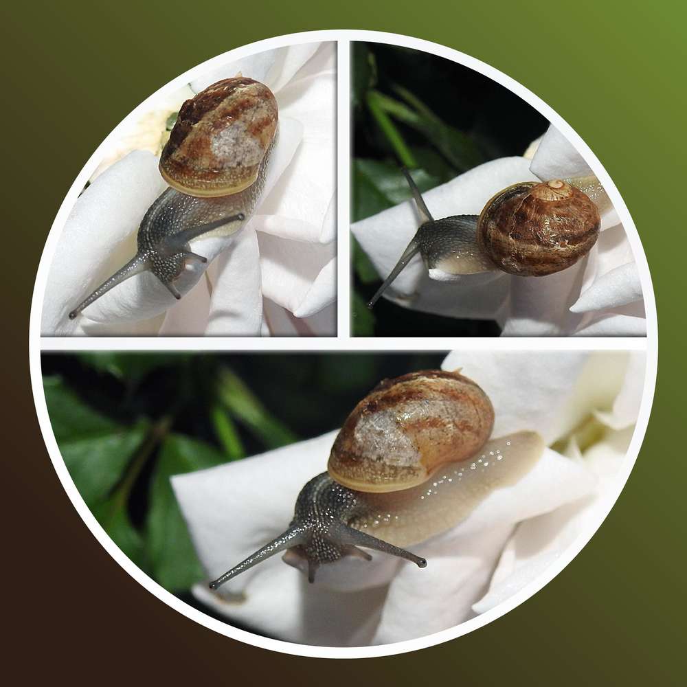 2-PETIT ESCARGOT PORTE SUR SON DOS SA MAISONNETTE