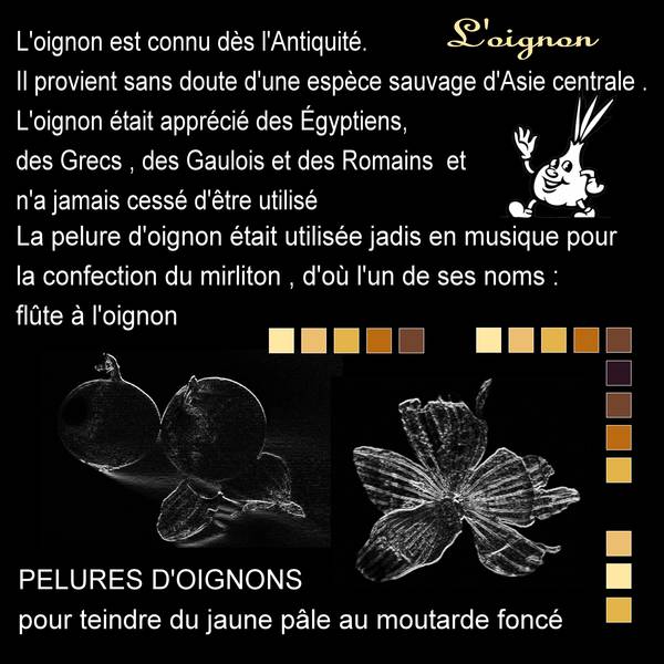 2-PLANTES COLORANTES-TEINTURES VEGETALES