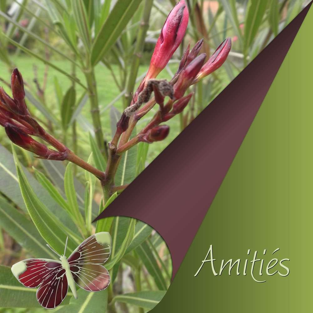 2-REALISATION - AMITIES